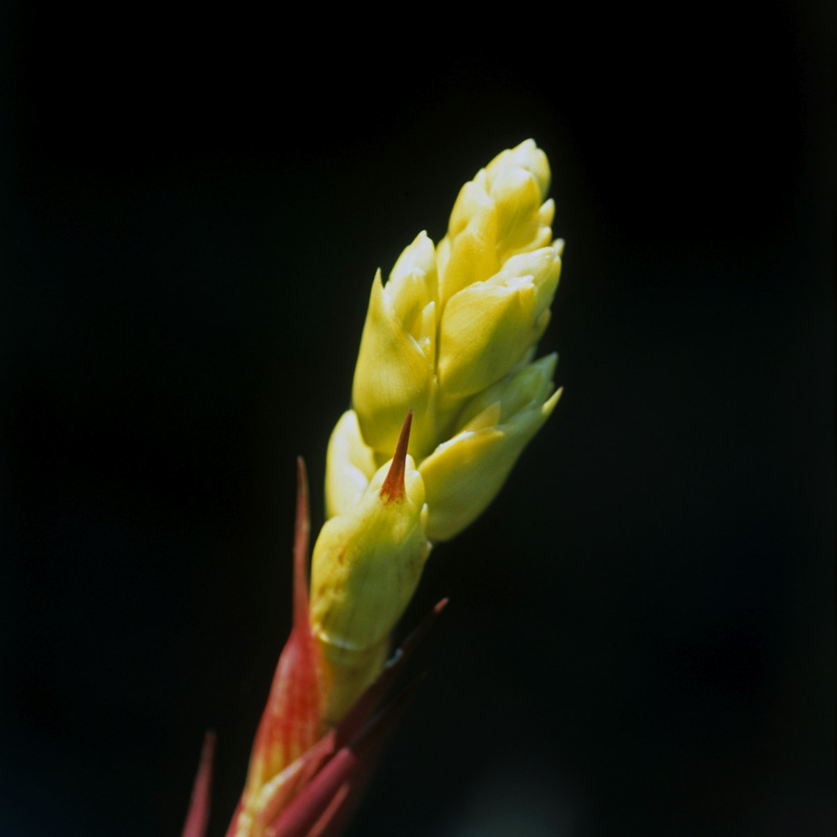 Costa Rica, Las Cruces, Wilson Botanical Garden, bromeliad bud, close-up